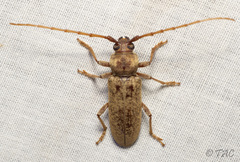 Enaphalodes rufulus