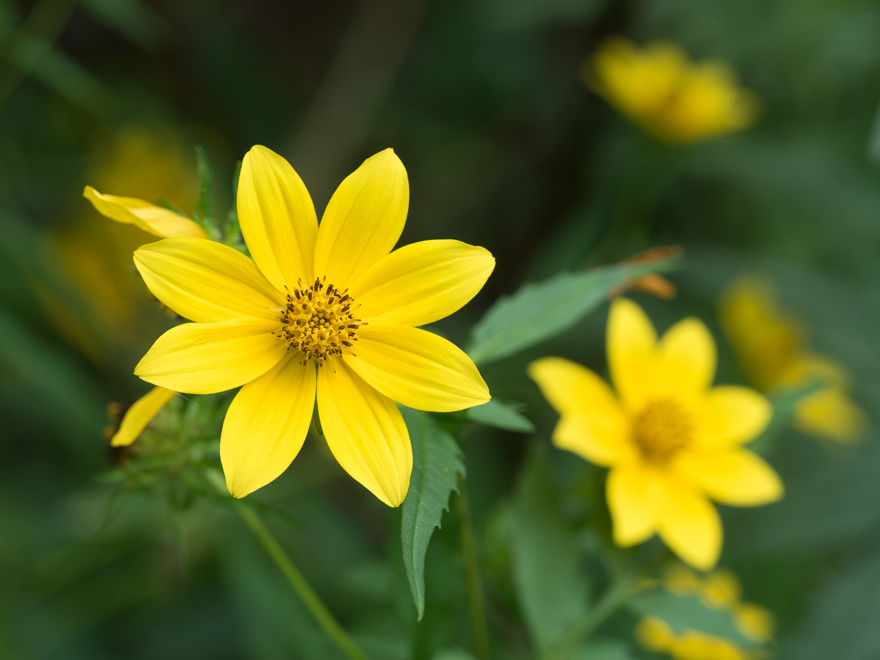 Bidens polylepis