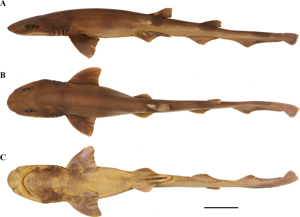 Bythaelurus
