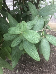 Viburnum rhytidophyllum