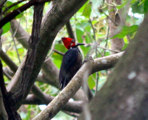 Campephilus melanoleucos