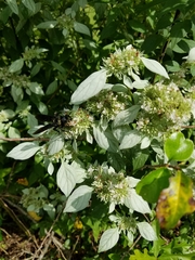 Pygodasis quadrimaculata