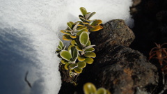 Brachyglottis bidwillii