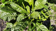 Helminthotheca echioides