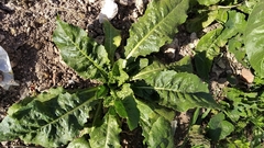 Helminthotheca echioides