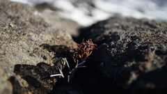 Dracophyllum recurvum