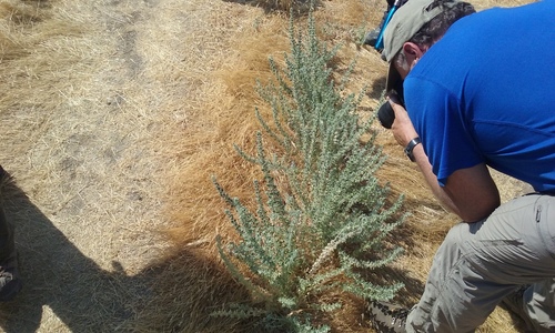 Image of Trichostema ovatum by no rights reserved