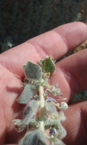 Image of Trichostema ovatum by no rights reserved