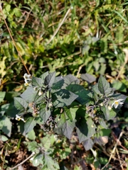 Solanum nigrum
