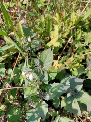 Solanum nigrum