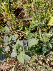 Solanum nigrum
