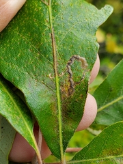 Stigmella procrastinella