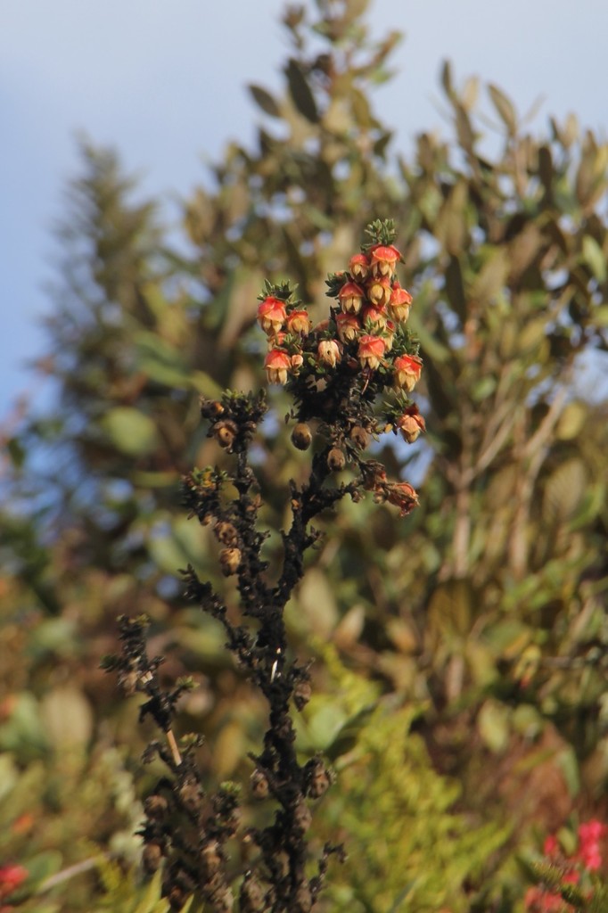 Brachyotum cogniauxii