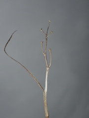 Scheuchzeria palustris