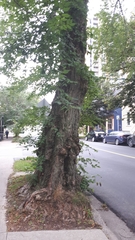 Tilia
