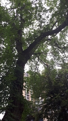 Tilia