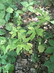 Saniculeae