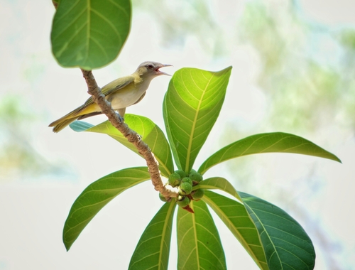 Vireo flavoviridis