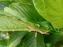 Libethra
