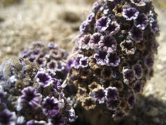 Pholisma arenarium