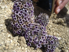 Pholisma arenarium