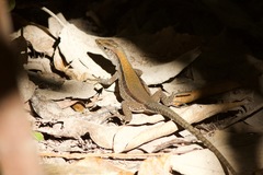 Kentropyx altamazonica