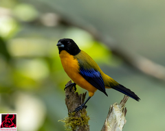 Anisognathus notabilis