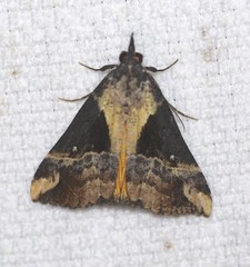 Dichromia quinqualis