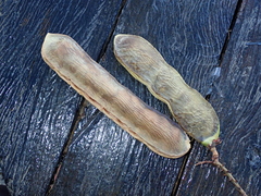 Macropsychanthus glabrus