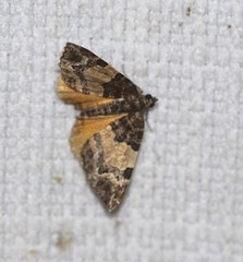 Chrysolarentia phaedra