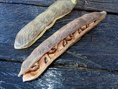 Macropsychanthus glabrus