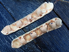 Macropsychanthus glabrus