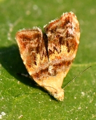 Choreutis emplecta