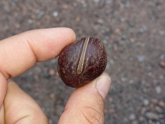 Macropsychanthus glabrus