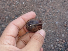 Macropsychanthus glabrus