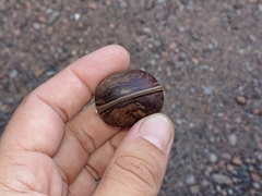 Macropsychanthus glabrus