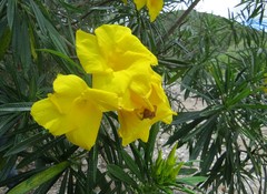 Cascabela thevetioides