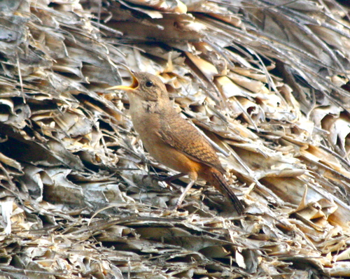 Troglodytes musculus