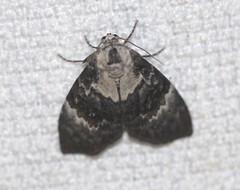 Acatapaustus leucospila