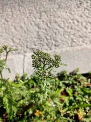 Achillea millefolium