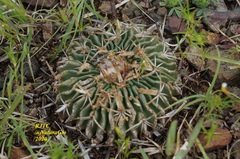 Echinofossulocactus dichroacanthus
