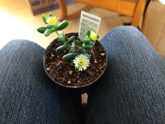 Delosperma echinatum