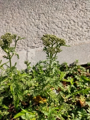 Achillea millefolium