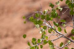 Rhus aromatica simplicifolia