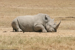 Ceratotherium simum simum
