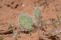 Opuntia polyacantha polyacantha