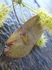 Terminalia argentea