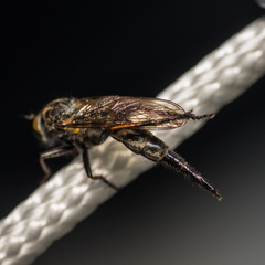Neoitamus socius