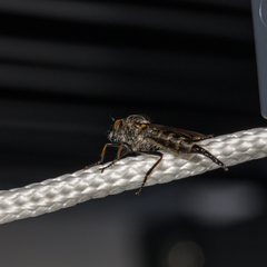 Neoitamus socius