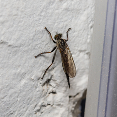 Neoitamus socius